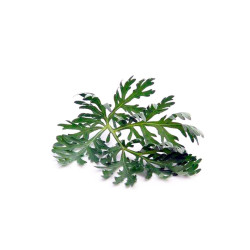 Bilek Prom Bylkaria Wormwood Stems 1.76 oz (50 g)